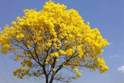 cores