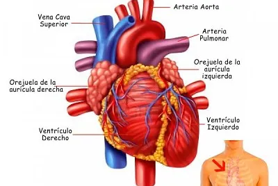 SISTEMA CIRCULATORIO