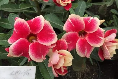 flores
