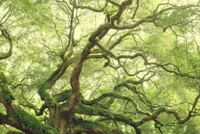 Verde1 jigsaw puzzle