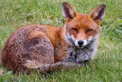 general