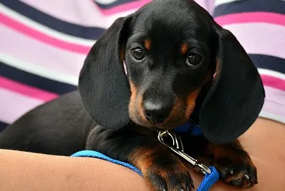 Filhote Basset