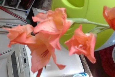 flores