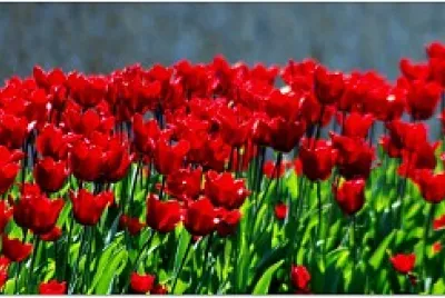 tulipani jigsaw puzzle