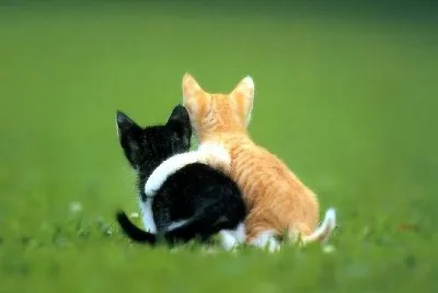 AMI?
