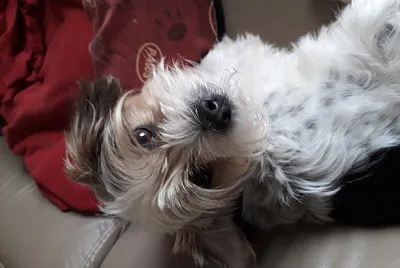 Chien