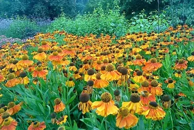 flores