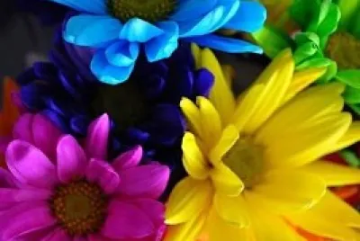 Flores de Colores Vivos