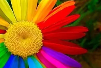 Girasol Multicolor