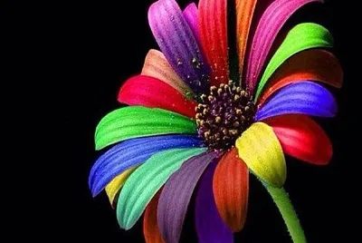 Flor Multicolor