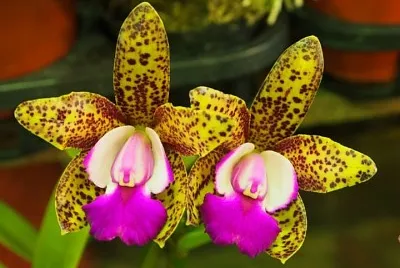 flores