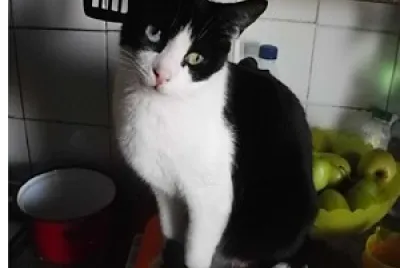 Â¿Cocinamos...?