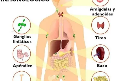 SISTEMA INMUNOLÃ“GICO