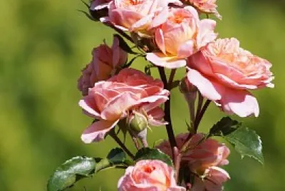 flores