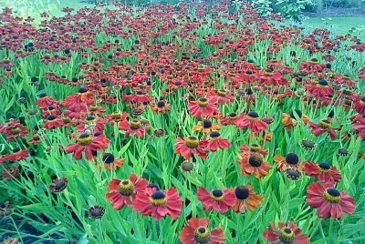 flores