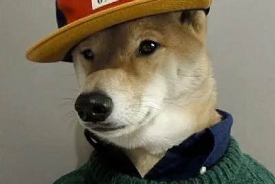 cachorro shiba