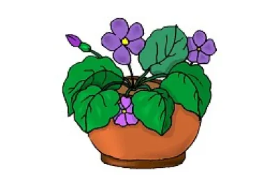 plantas