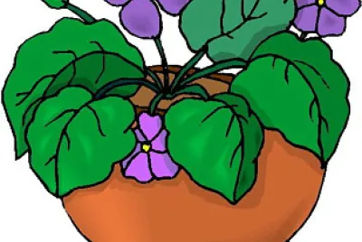 plantas