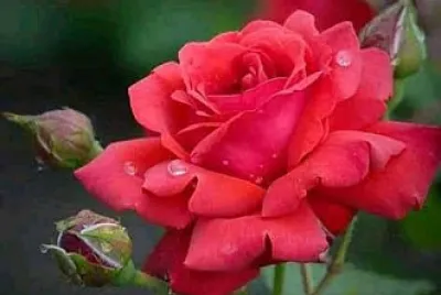 rosa