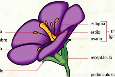 PARTES DE LA FLOR