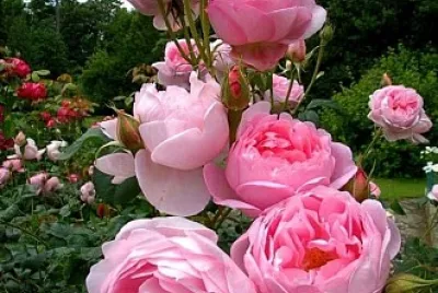 rosal