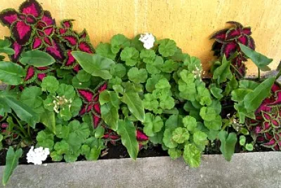 PLANTAS ROJAS jigsaw puzzle
