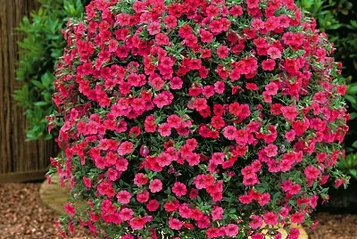 flores