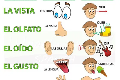 Los cinco sentidos jigsaw puzzle