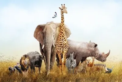 Wild Animals