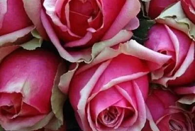 flores