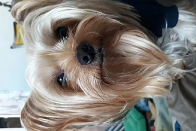 Pet