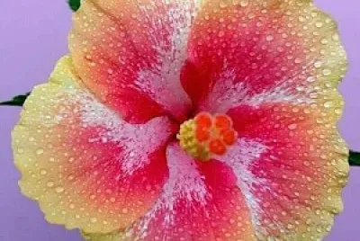 flores