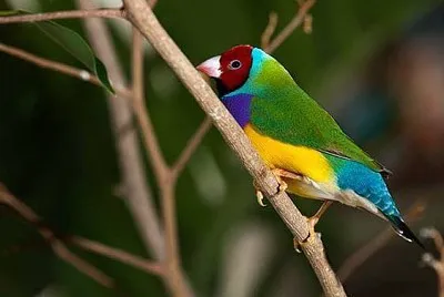 cores jigsaw puzzle