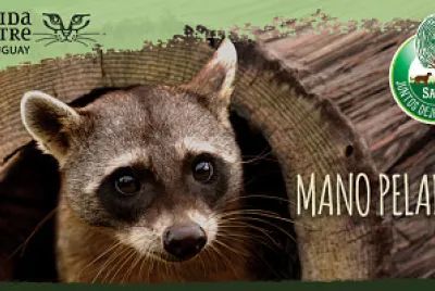 Mano pelada