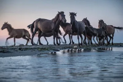 animal jigsaw puzzle