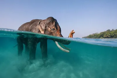 animal