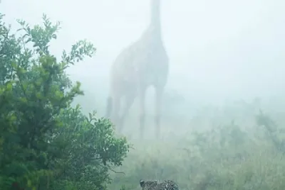 animal