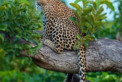 animal