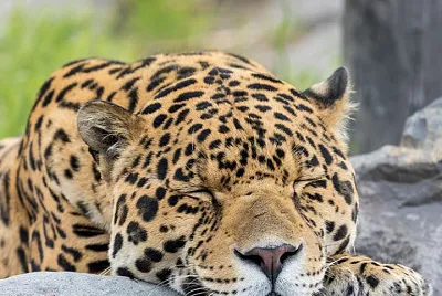 animal