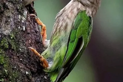 natural jigsaw puzzle