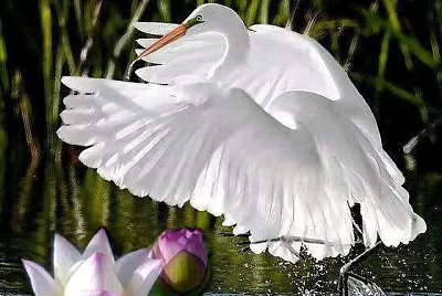 imagem jigsaw puzzle