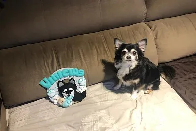 פאזל של Nick e a lembrancinha do Mimão