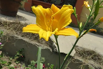 MansiÃ³n