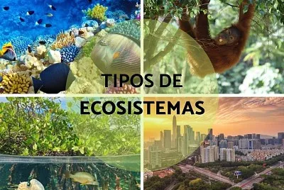 descubre los tipos de ecosistema