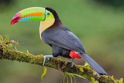 natural jigsaw puzzle
