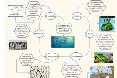 Niveles de organizaciÃ³n ecolÃ³gica