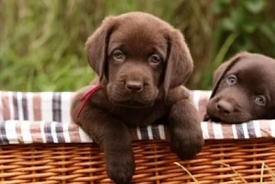 animales2