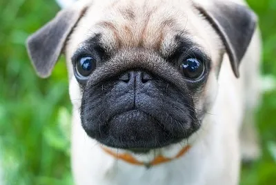 pug jigsaw puzzle