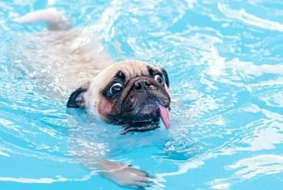 pug swiming jigsaw puzzle