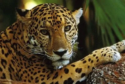 jaguar